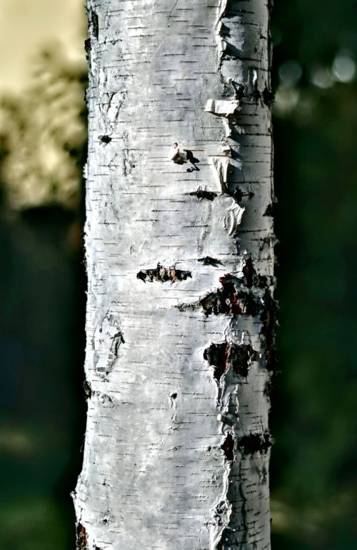 birch trunk tree