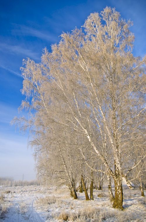 birch november winter