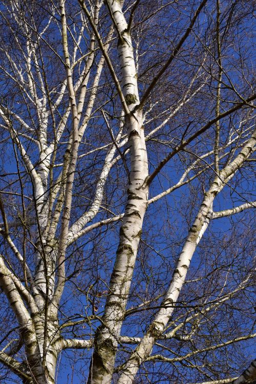 birch winter kahl