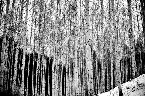 birch wood scenery