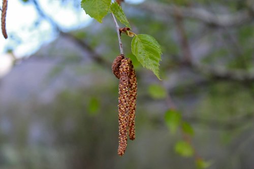 birch  birch catkins  spring