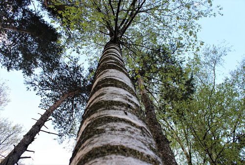 birch  tree  low angle shot