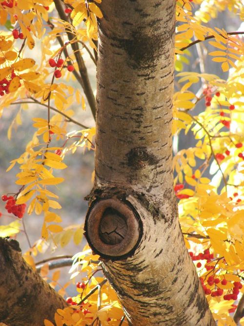 birch autumn tree
