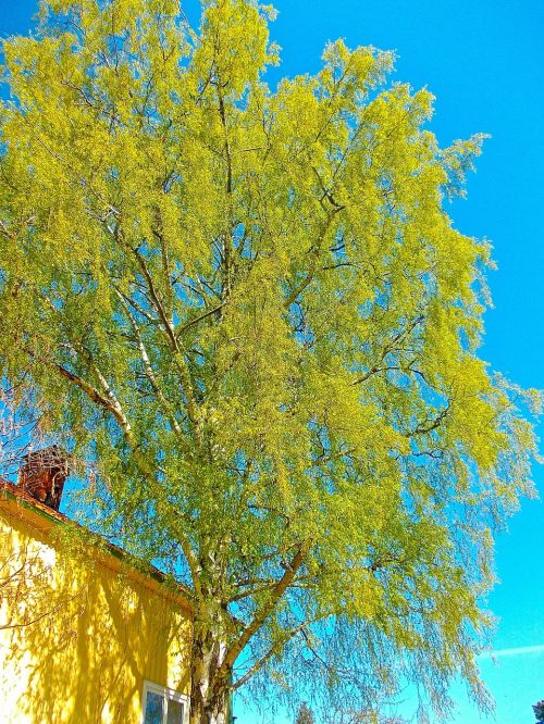 birch tree blue sky