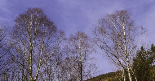 birch  sky  spring