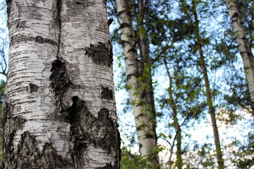birch  tree  wood
