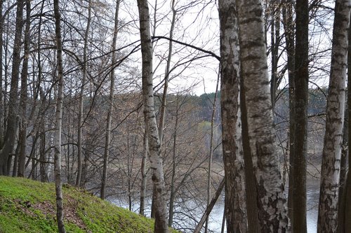 birch  spring  nature