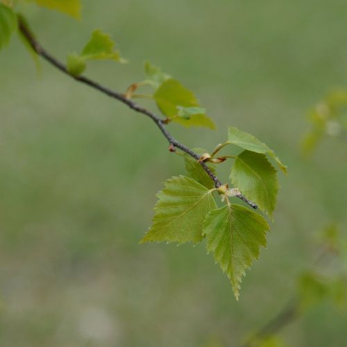 birch deciduous tree birch leaf