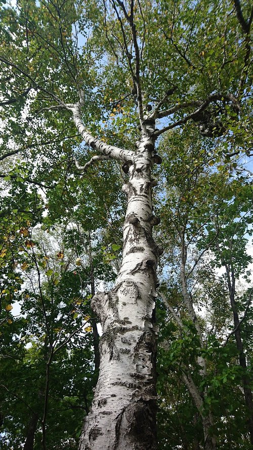birch  white birch  tree