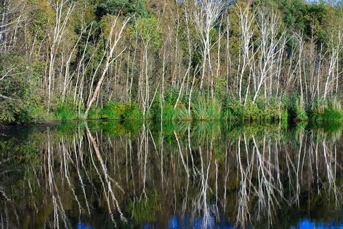 birch  lake  mirror