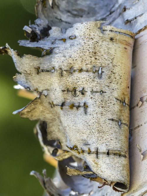 birch peeling bark