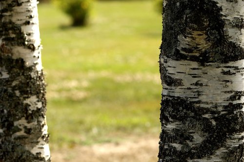 birch  tree  wood