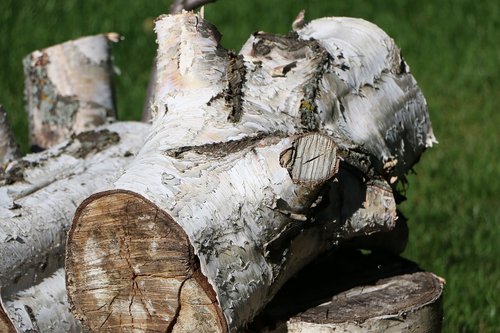birch  log  wood