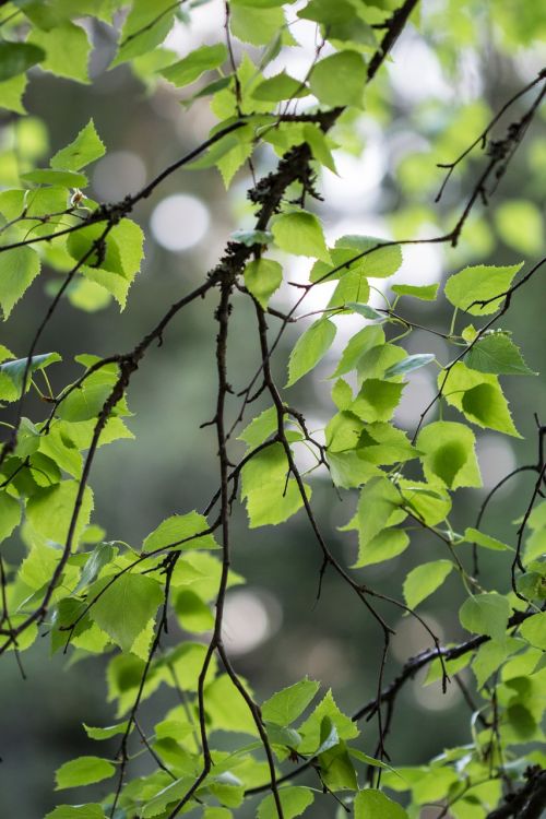birch foliage summer