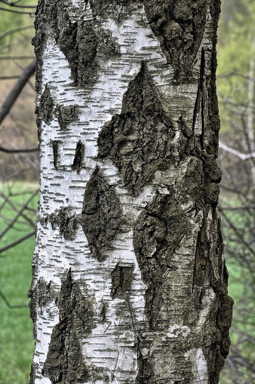 birch  the bark  tree