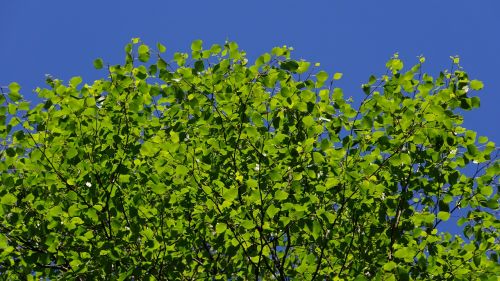 birch summer midsummer tree