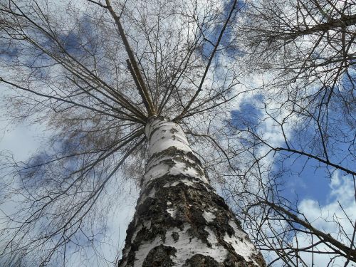 birch tree sky