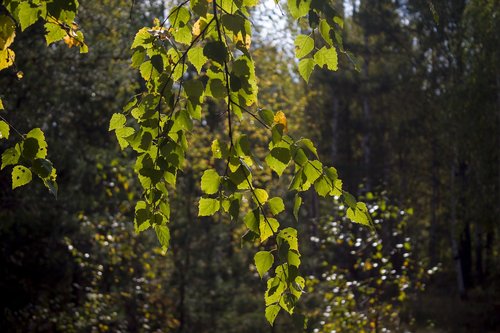 birch  foliage  autumn