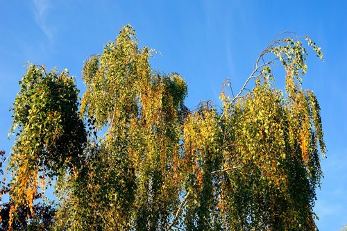 birch  autumn  nature