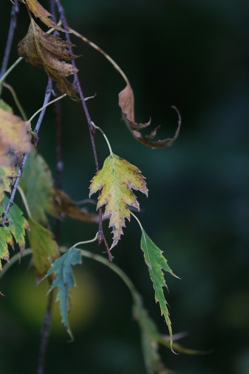 birch  leaves  fall