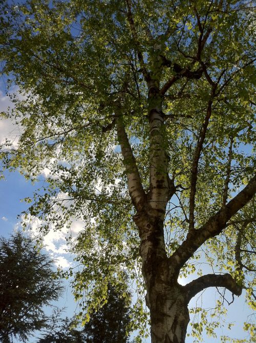 birch birch tree tree
