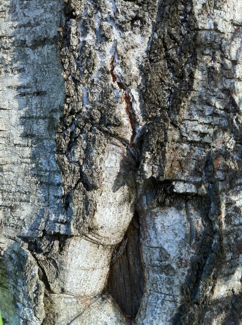 birch bark tribe