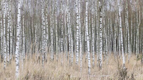 birch  forest  nature