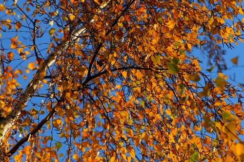 birch  late autumn  nature
