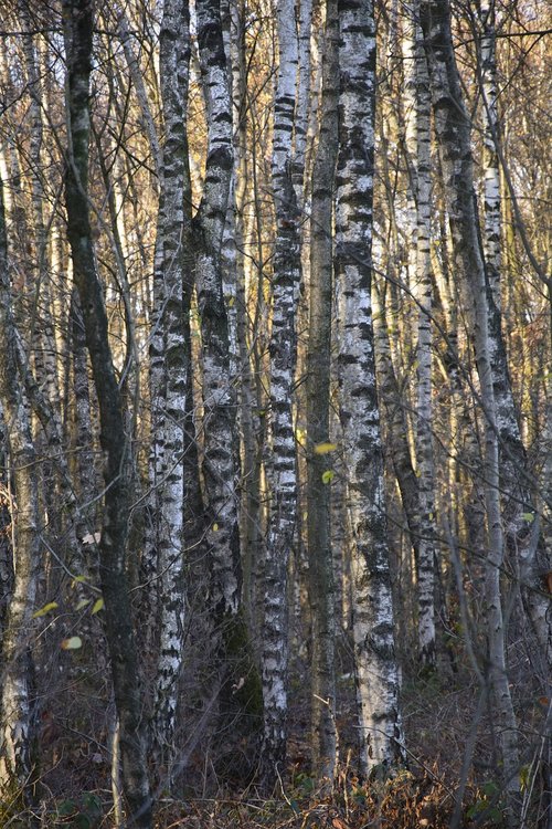 birch  forest  trees
