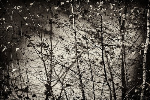 birch  tree  leaves