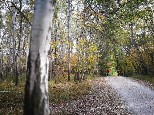 birch  trail  nature