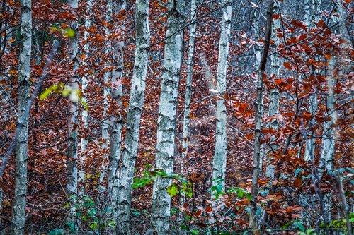 birch  birch forest  white bark