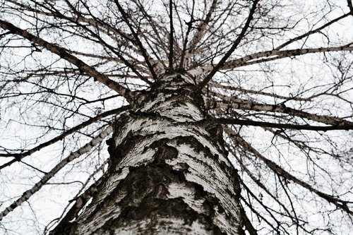 birch  tree  sky