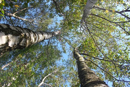 birch  tree  himmel