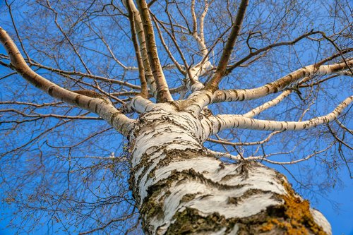 birch  tree  nature