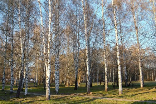 birch  spring  nature