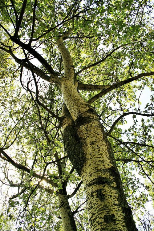 birch birch tree tree