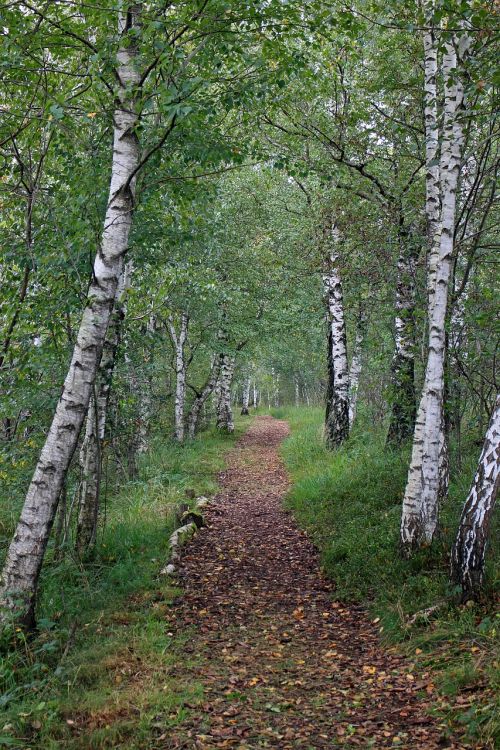 birch away trail