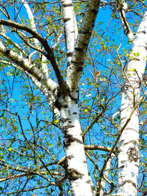 birch tree white bark