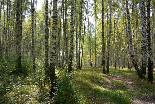 birch forest trees