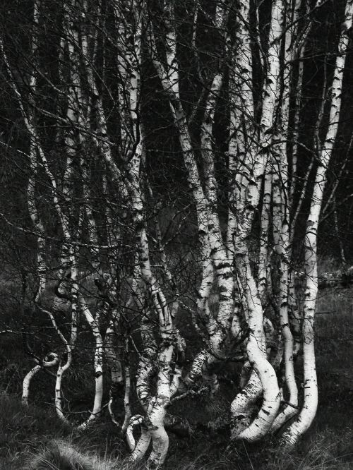 birch trees forest