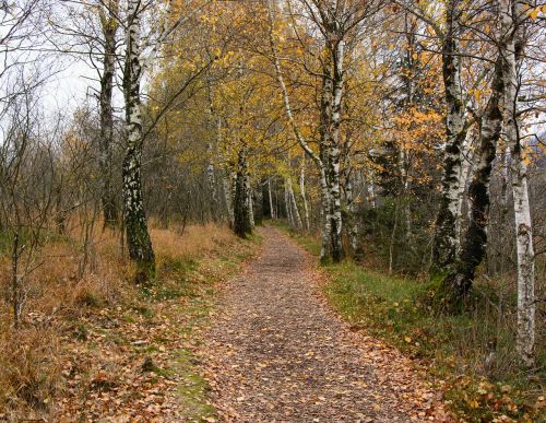 birch birch forest away
