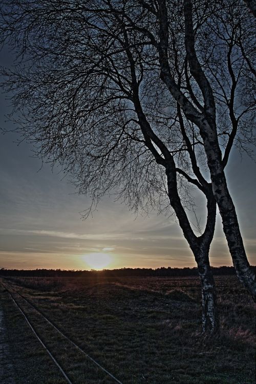 birch sunset a formative