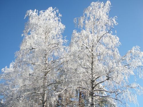 birch trees winter