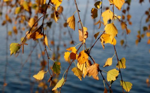 birch autumn autumn colours