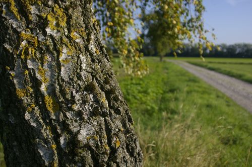 birch tree field