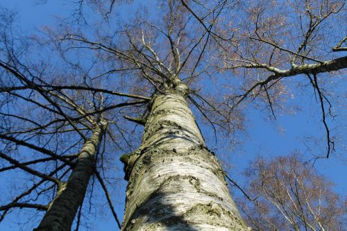 birch tree nature