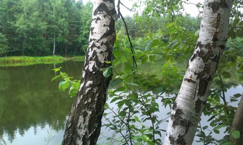 birch forest water