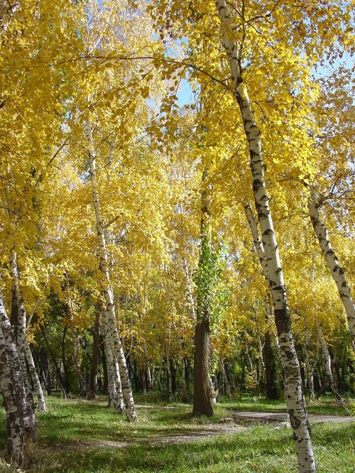 birch autumn park