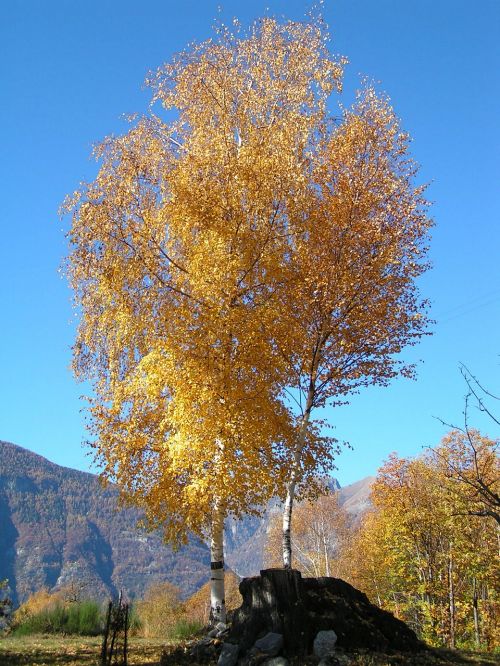 birch autumn mountain